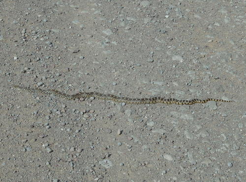 GDMBR: It is a non-poisonous constrictor.